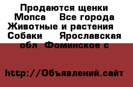 Продаются щенки Мопса. - Все города Животные и растения » Собаки   . Ярославская обл.,Фоминское с.